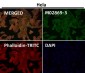 Anti-CD223 Rabbit Monoclonal Antibody